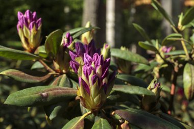 Mor neryum, mor zakkum, leylak rengi zakkum 2018.