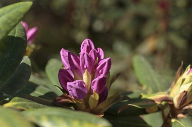 Mor neryum, mor zakkum, leylak rengi zakkum 2018.