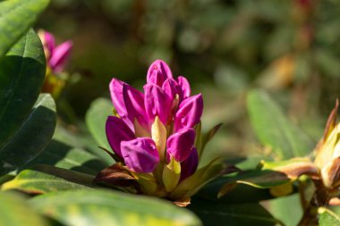 Mor neryum, mor zakkum, leylak rengi zakkum 2018.