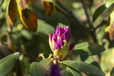Mor neryum, mor zakkum, leylak rengi zakkum 2018.