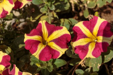 Alışılmadık bir ihlal ve sarı çizgili petunya çiçekleri..