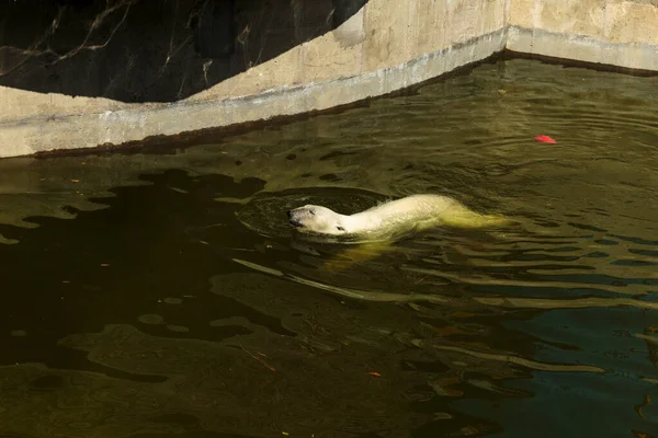 Πολική Αρκούδα Κολυμπάει Στην Πισίνα — Φωτογραφία Αρχείου