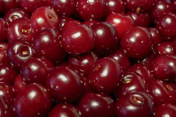 Close Pile Ripe Cherries Ripe Cherries Background — Stock Photo, Image