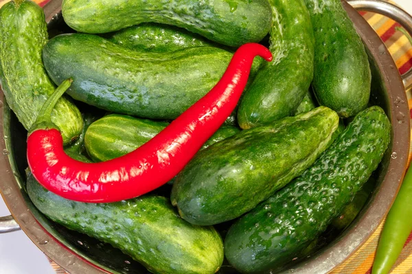 Frische Gurken Mit Wassertropfen Sieb Gurken Als Vegane Kost — Stockfoto