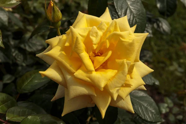 Rose Kwitnąca Zewnątrz Kroplami Rosy Zbliżenie — Zdjęcie stockowe