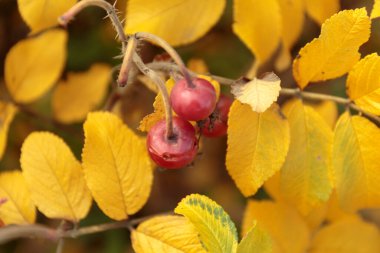 Yaban gülünün kırmızı böğürtlenleri ve sarı yaprakları sonbahar arka planı olarak kullanılabilir..