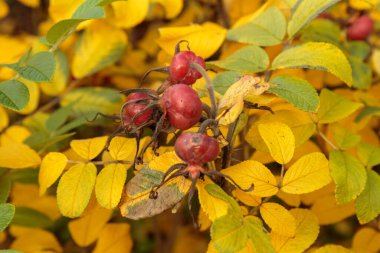 Yaban gülünün kırmızı böğürtlenleri ve sarı yaprakları sonbahar arka planı olarak kullanılabilir..