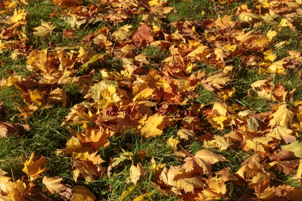 Падшие Жёлтые Листья Клена Зелёной Траве Желтые Листья Осенний Фон — стоковое фото