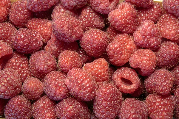 Freshly Picked Raspberry Closeup Healthy Eating Concept — Stock Photo, Image