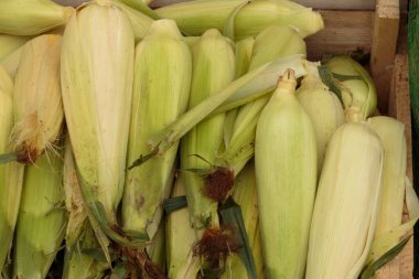 Vejetaryen yemeği. Yerel çiftçi pazarında tahtadan bir kutunun içinde olgunlaşmış mısır. Tarımsal ürünlerin geleneksel satışı.