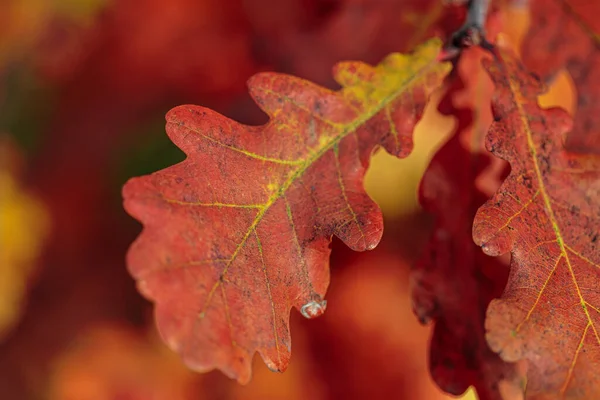 Осенняя Композиция Текстура Разноцветных Сухих Дубовых Листьев — стоковое фото