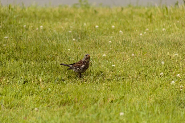 Spreeuw Een Groene Weide — Stockfoto