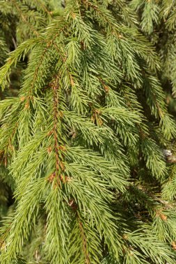 Yeşil köknar pençeleri yakın plan. Doğal arkaplan olarak ladin dalı.