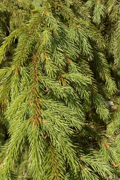 Yeşil köknar pençeleri yakın plan. Doğal arkaplan olarak ladin dalı.