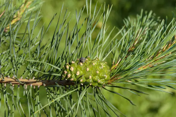 Jonge Groene Dennenappel Een Tak — Stockfoto