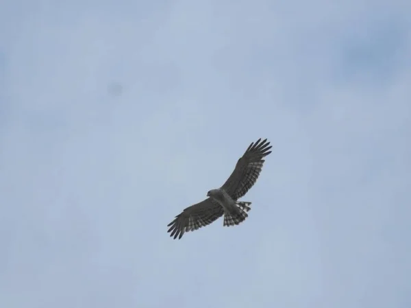 Yakından Bakınca Basit Bir Akbaba Kuşu — Stok fotoğraf