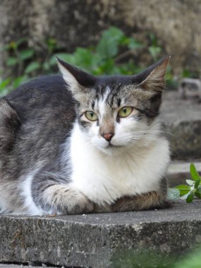 Geniş açı, kediye yakından bak.