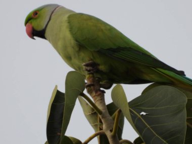 Geniş açı ve yakından kuşların görünüşü Ağustos 'ta