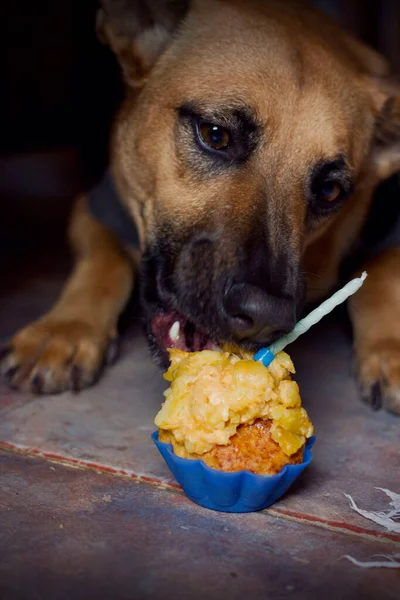 Cão Come Seu Bolo Aniversário — Fotografia de Stock