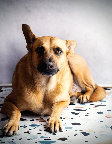 Cão Malinois Com Orelha Pontiaguda Olha Para Câmera — Fotografia de Stock