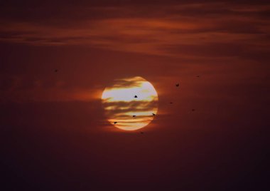 Kuşlar gün batımında güneşin üzerinde uçuyor