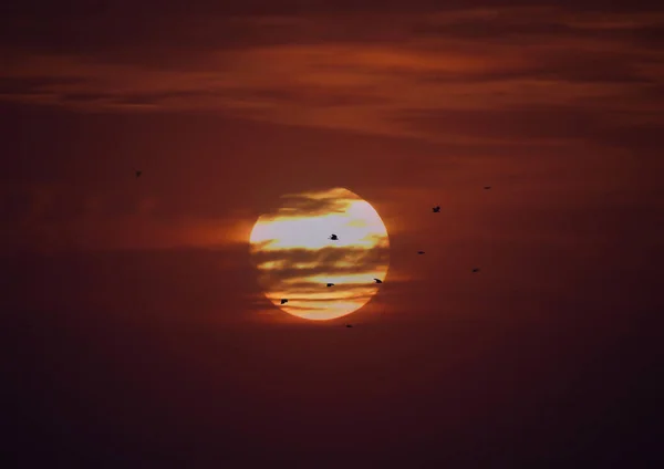 Птахи Літають Через Сонце Заході Сонця — стокове фото
