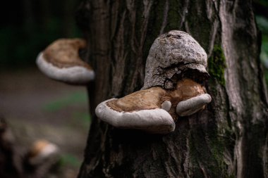 Ağaçta yetişen mantarlar