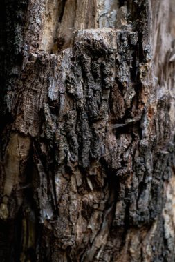 Öğleden sonra ağaç kabuğu dokusu