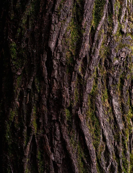 Textura Corteza Árbol Por Tarde — Foto de Stock