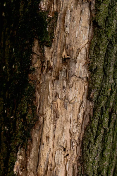 Tree Bark Texture Afternoon — Stock Photo, Image