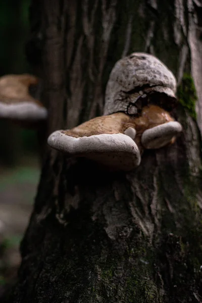 mushrooms that grow on a tree