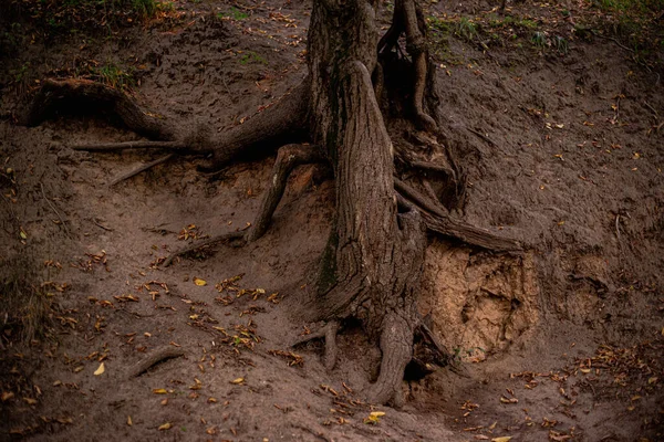 树根在森林中 — 图库照片