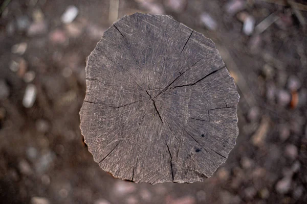 Ağaçta Yetişen Mantarlar — Stok fotoğraf