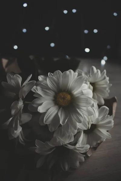 Crisântemo moody foto, Flor branca, golden-daisy no fundo borrado com bokeh — Fotografia de Stock