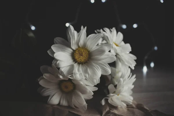 Crisântemo moody foto, Flor branca, golden-daisy no fundo borrado com bokeh — Fotografia de Stock