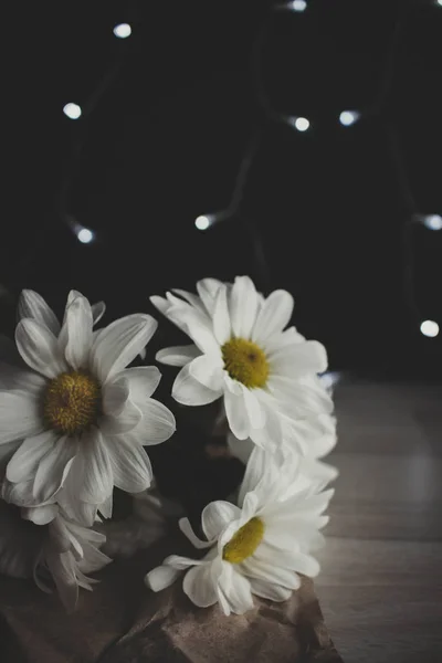 Crisantemo lunatico foto, Fiore bianco, margherita dorata su sfondo sfocato con bokeh — Foto Stock