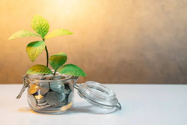 Geld Sparen Für Zukünftiges Konzept Grüne Pflanze Die Aus Münzen — Stockfoto