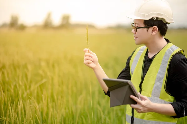 Joven Agrónomo Asiático Ingeniero Agrícola Sosteniendo Espiga Arroz Observando Campo —  Fotos de Stock