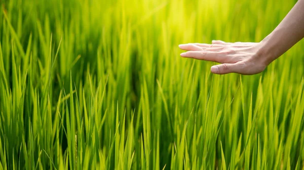 Mano Masculina Tocando Campo Verde Terapia Naturaleza Concepto Ecológico Agricultura — Foto de Stock