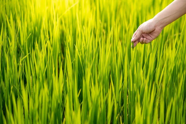 Mano Masculina Tocando Campo Verde Terapia Naturaleza Concepto Ecológico Agricultura — Foto de Stock