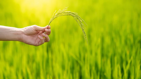 Männliche Agronom Hand Hält Reisdorn Grünem Reisfeld Getreidepflanzenanbau Landwirtschaft Natur — Stockfoto