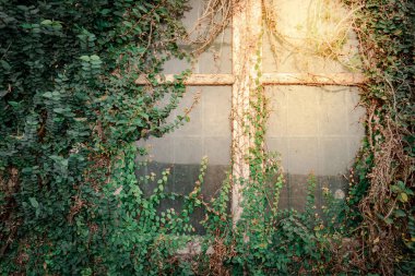 Bitki, yeşil sarmaşık veya antika duvar ve terk edilmiş evde pencere üzerinde büyüyen asma bitki tırmanma. Retro tarzı arka plan