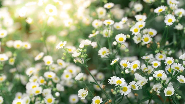 Schöne Weiße Schnittblume Garten Hintergrund Natur — Stockfoto