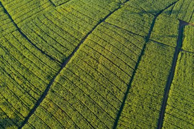 Yeşil mısır alanının havadan görünümü. Tarımsal parsel soyut geometrik şekiller. Yemyeşil manzara kırsal kesimde. Drone vurdu. Doğa ve tarım kavramları