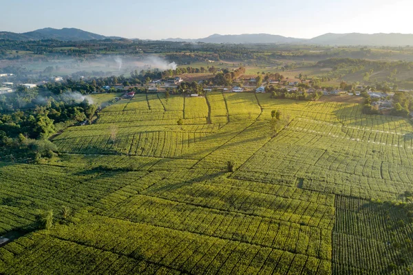 Luftaufnahme Eines Grünen Maisfeldes Mit Berglandschaft Und Nebel Morgen Abstrakte — Stockfoto