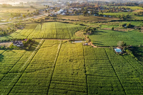 Luftaufnahme Des Grünen Maisfeldes Und Des Dorfes Morgen Abstrakte Geometrische — Stockfoto