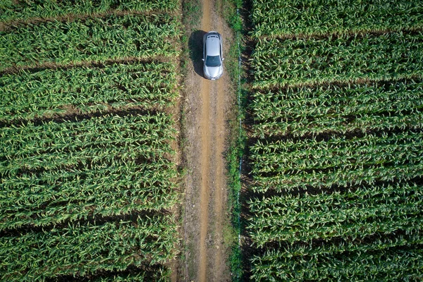 Aerial view of modern car on the road in green corn field. Road trip in countryside. Auto performance on unpaved road. Agriculture or automobile industry concepts. Directly above shot from drone.