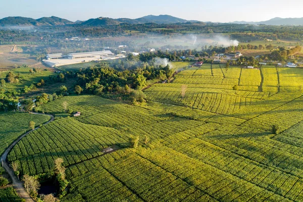 Luftaufnahme Eines Grünen Maisfeldes Mit Berglandschaft Und Nebel Morgen Abstrakte — Stockfoto