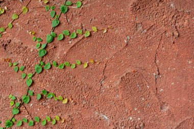 Bitki, yeşil sarmaşık veya antika kaba kırmızı duvarında terk edilmiş evde büyüyen asma bitki tırmanma. Retro tarzı arka plan