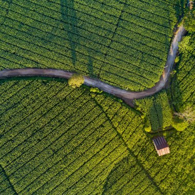 Havadan görünümü güzel eğri yol ve yeşil mısır alan kulübesinde. Tarımsal parsel soyut geometrik şekiller. Yemyeşil manzara kırsal kesimde. Drone vurdu. Doğa ve tarım kavramları